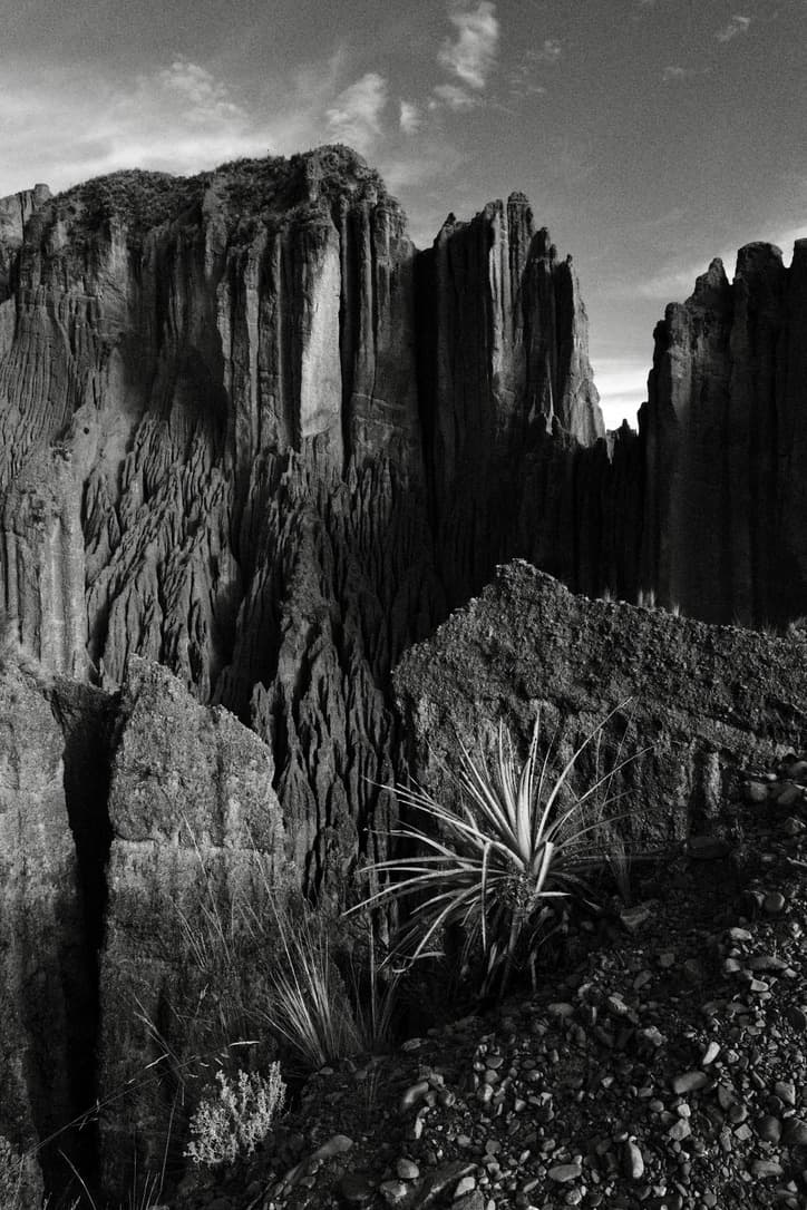 vertical rock walls with a plant in the foreground, in black and white