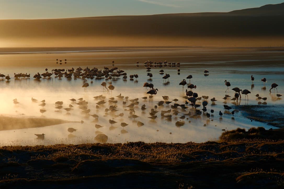 flamingos on a lagoon in the first morning light
