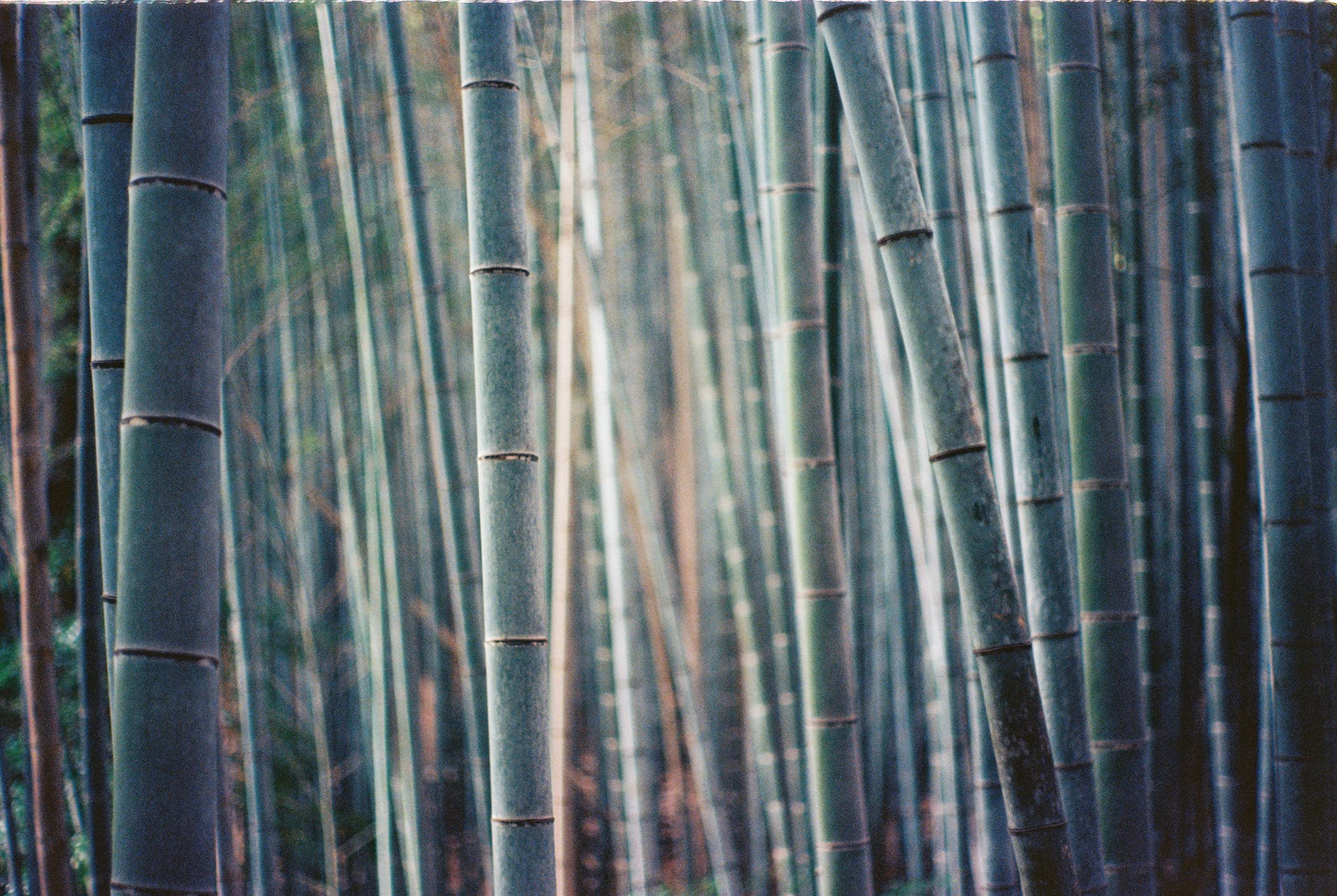 tall, close-set bamboo stalks in the bluish-green light of the grove