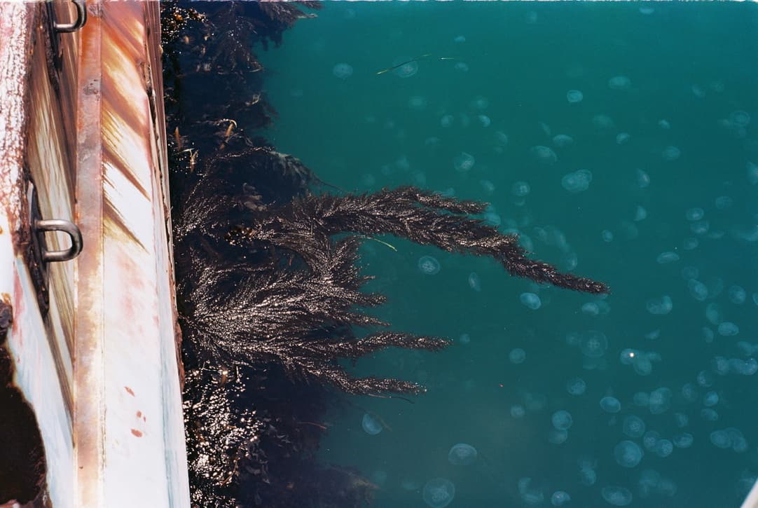 from above, a boat hull beside seaweed and dozens of jellyfish in turquoise water