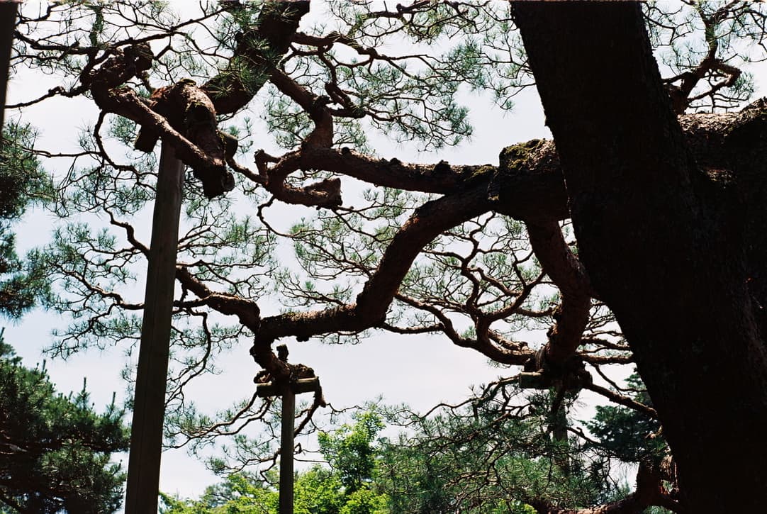 the twisting branches of a pine held up by wooden props, seen from below