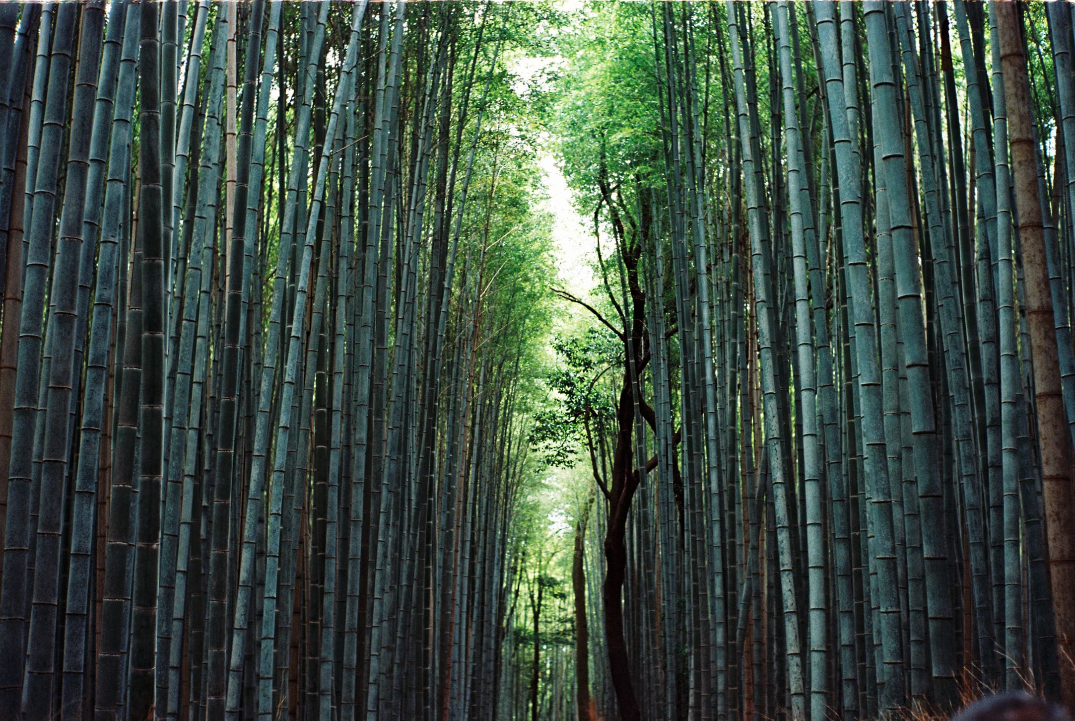 a path between tall bamboo that closes overhead